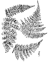 drawing of dryopteris intermedia plant parts